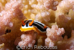 Nudi on hard coral, Sharm El Sheikh, Egypt. 
Ain't that ... by Erich Reboucas 